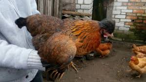 kachestvennye-i-nedorogie-tovary-dlya-domashnego-pticevodstva